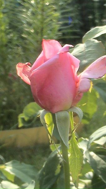 №37, Мария Фролова №37, Мария Фролова