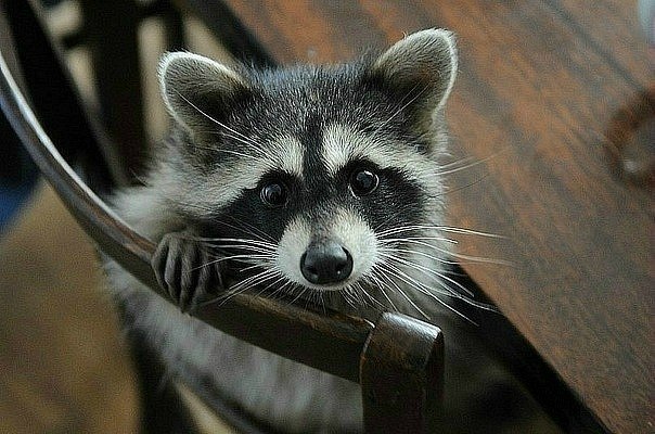 Антон Фомин | Орёл