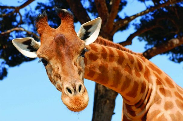 №11, Любовь Урманова №11, Любовь Урманова