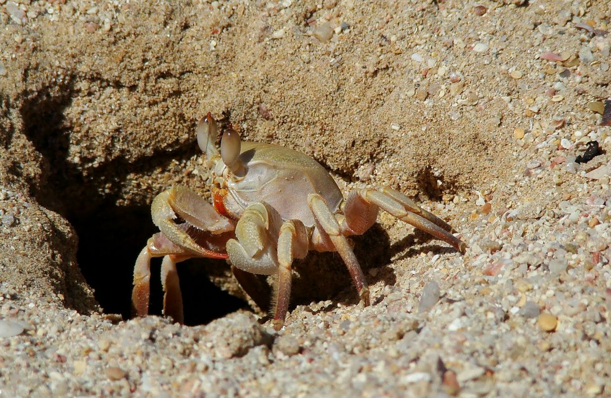 Александр Кирпичёнок | Санкт-Петербург