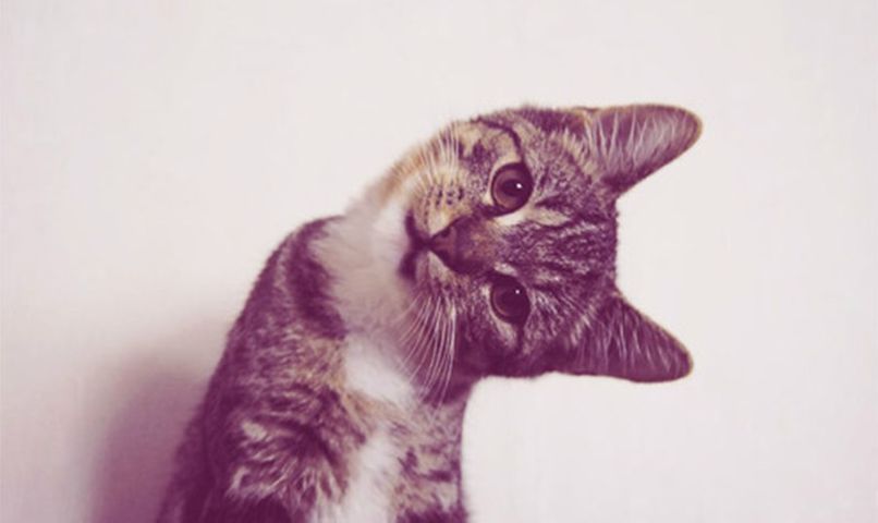 Дмитрий Бугаев | Севастополь