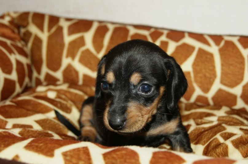 Виктор Ярилов | Сочи