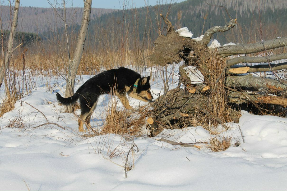 Андрей Плещев | 