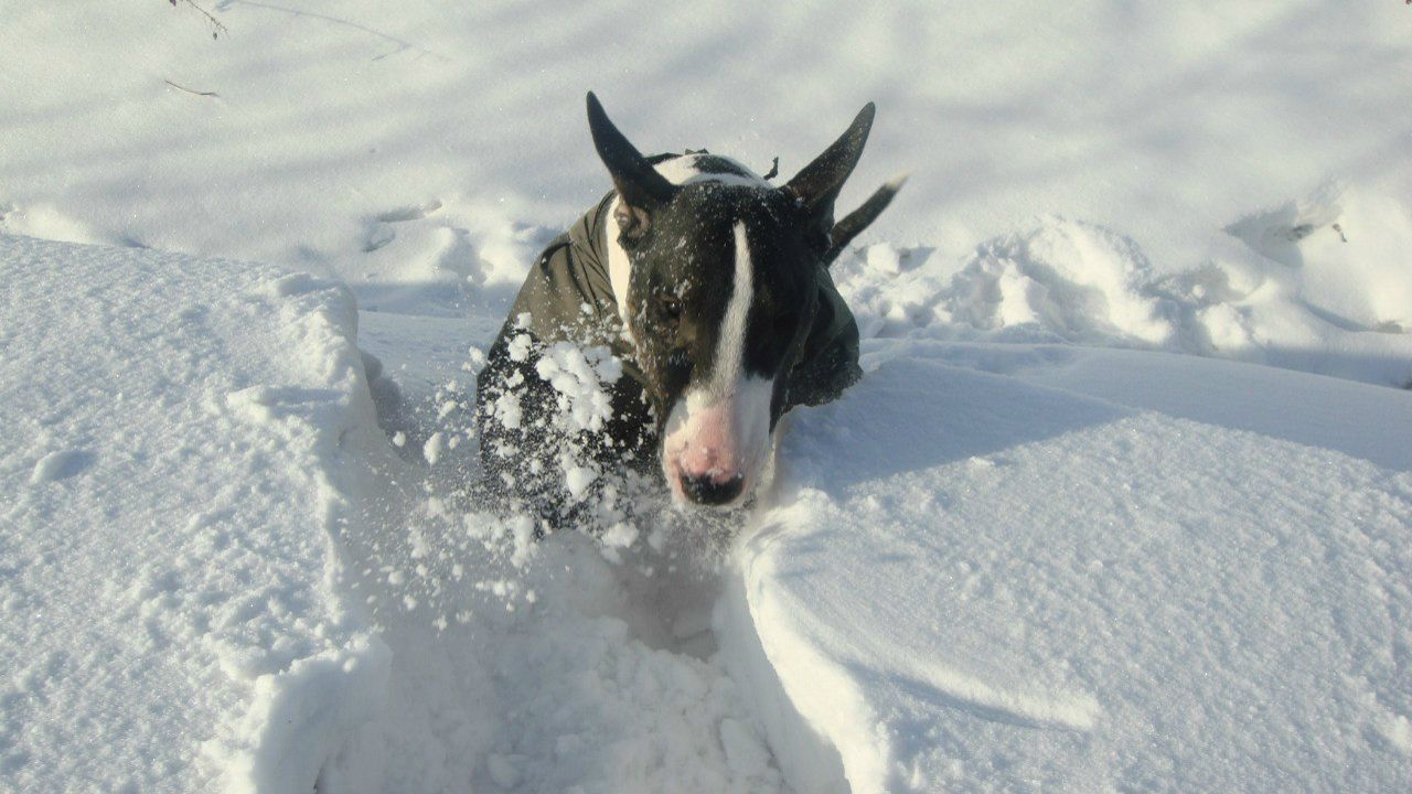 Венус Влайня | Санкт-Петербург