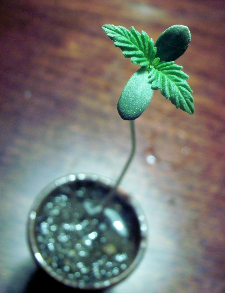 Руслан Менгазиев | Симферополь