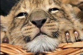 №27, Ирина Танасова, Одесса №27, Ирина Танасова, Одесса