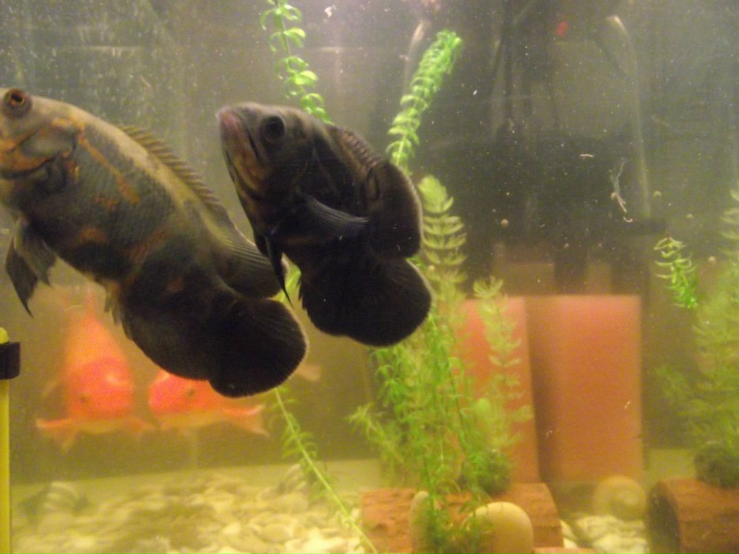 Павел Г | Омск