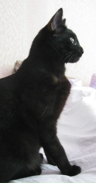 №54, Елизавета Копаница, 33 года, Киев №54, Елизавета Копаница, 33 года, Киев