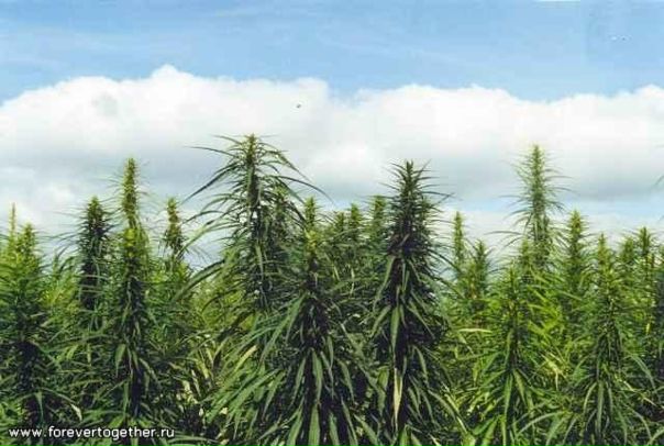 №55, Ігорко Змислий, 32 года, Львов №55, Ігорко Змислий, 32 года, Львов