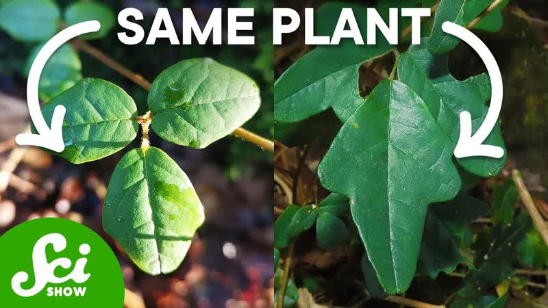 Can this Plant, Actually,