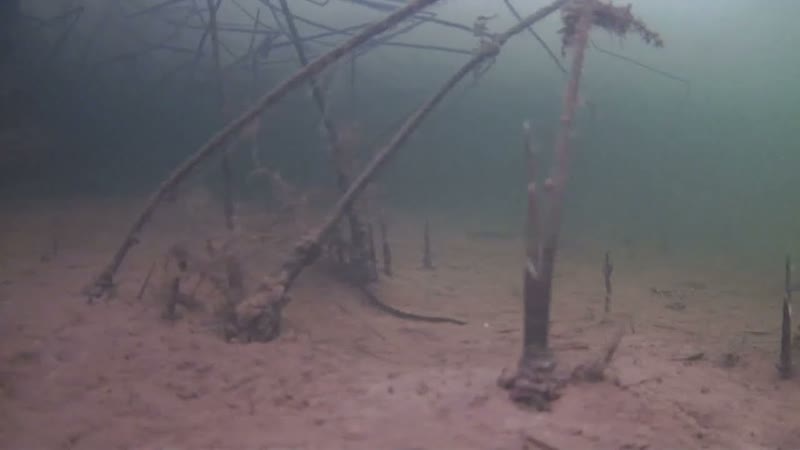 Рыбаки ловят на мормышку. Думал, что рыба сдохла. Они выжили