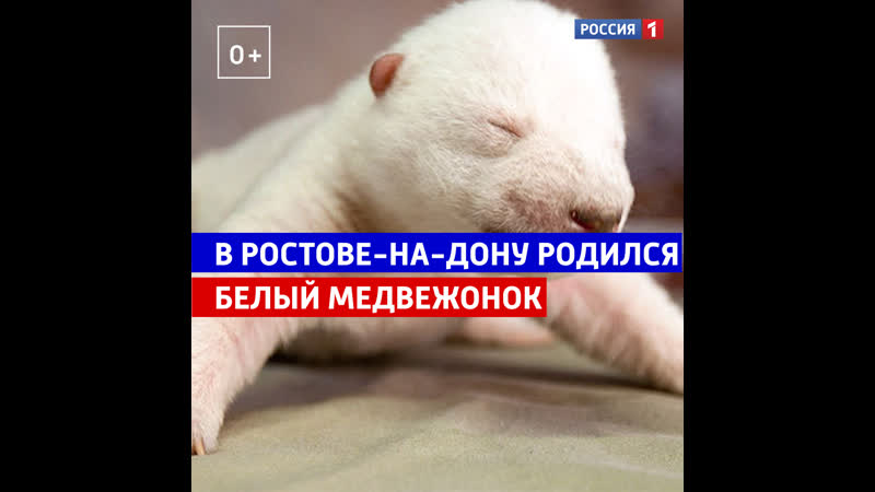 В Ростовском зоопарке родился белый медвежонок Россия