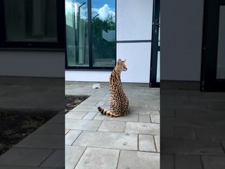 Сервал Один хочет поиграть с чаузи Астрид, а она... 😼