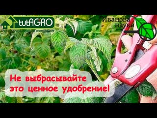 НЕ ВЫБРАСЫВАЙТЕ ЭТО ЦЕННОЕ УДОБРЕНИЕ! Ветки малины - для мульчи, укрытия и кое-чего другого.