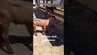 Мой любимчик покидает родной дом.