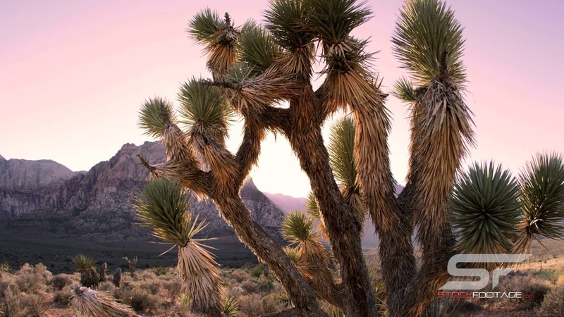 Nevada in 4 K Ultra HD Stock Footage