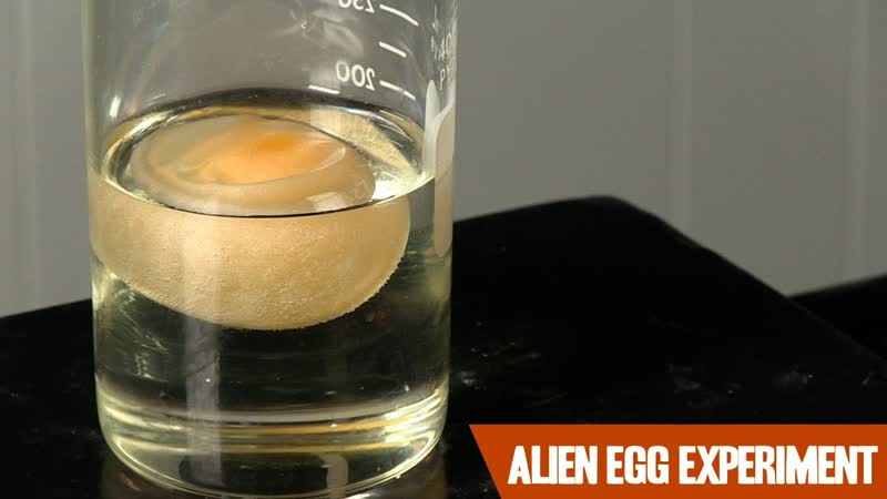 The Alien Egg