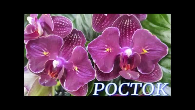 895, КРАСИВЫЕ, сортовые ОРХИДЕИ со скидкой 20 в с, ц