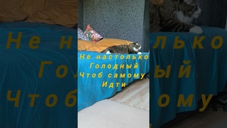 Кто отнесёт его покушать