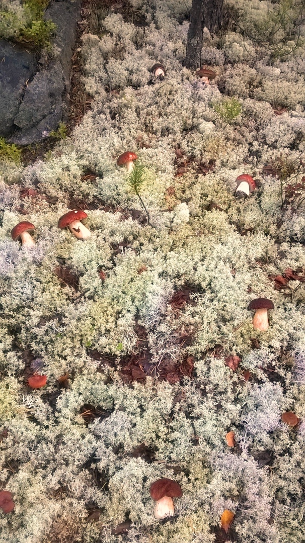 Валерий Нагорный |