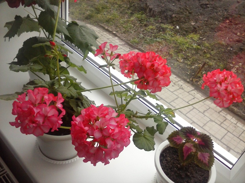 Наталья Цыганова | Ейск