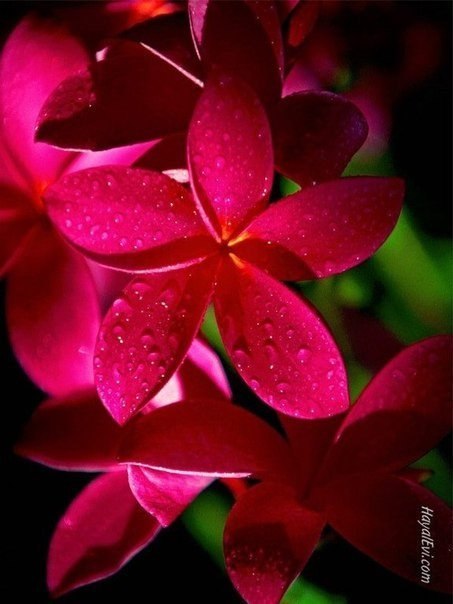 Кристина Губская | Харьков