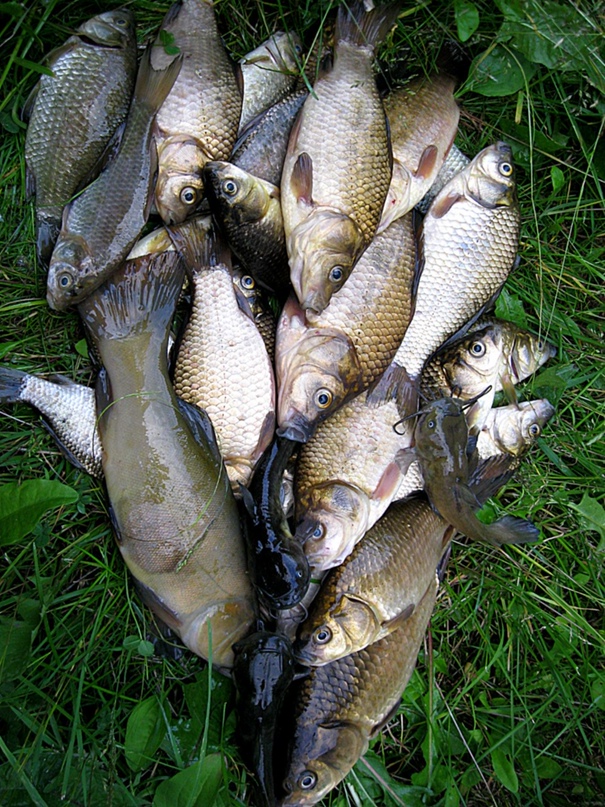 Андрей Вакулич | Кобрин