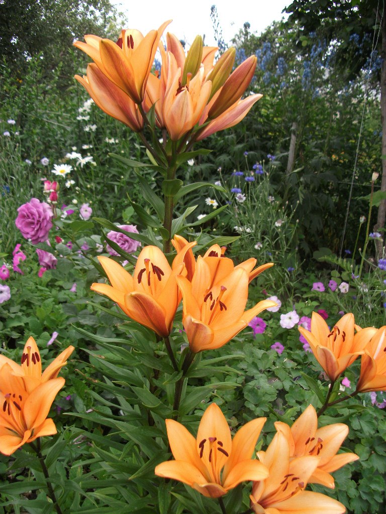 Лариса Королева | Ульяновск