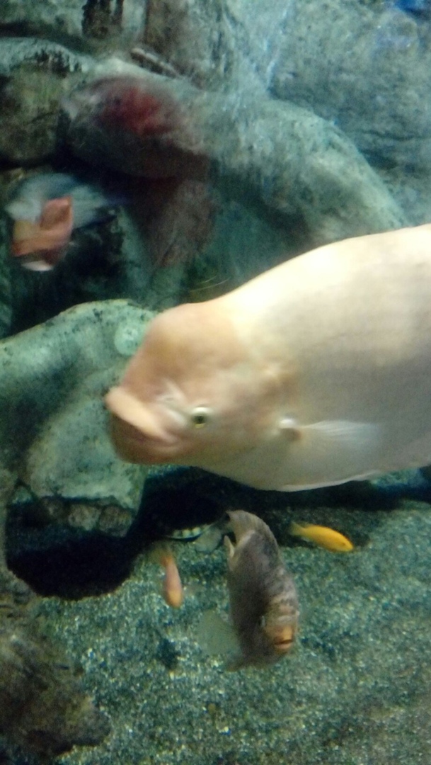 Роман Головин Петрович | Пермь