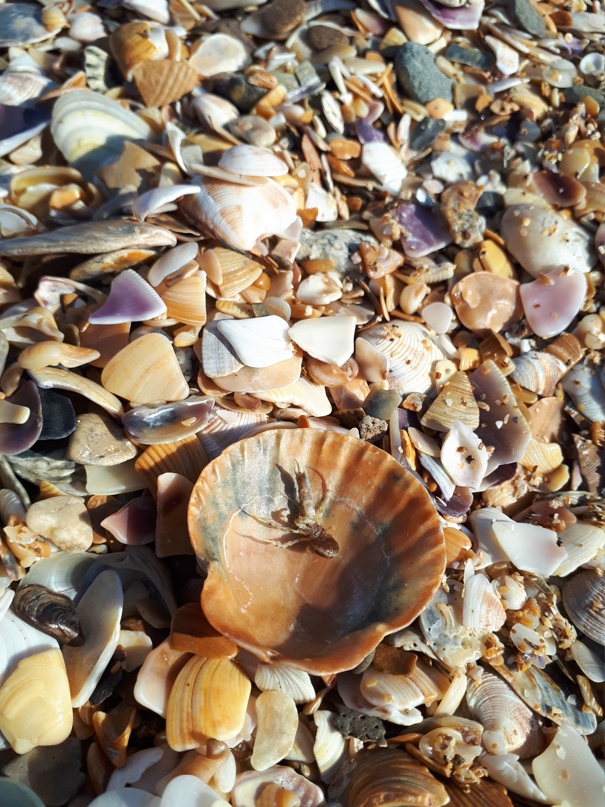 Елена Панина | Заречный