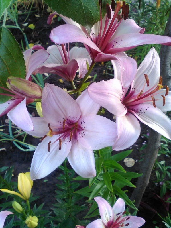 Светлана Усачёва | Богородск