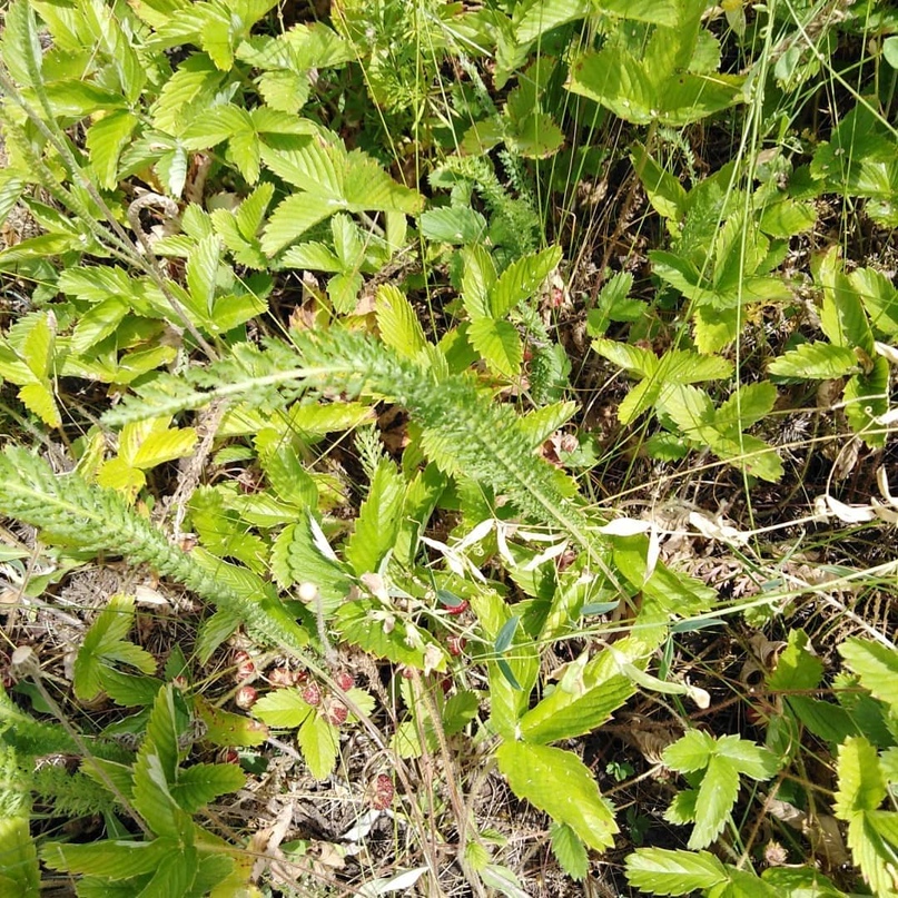 Максим Коршунов Павлович | Санкт-Петербург