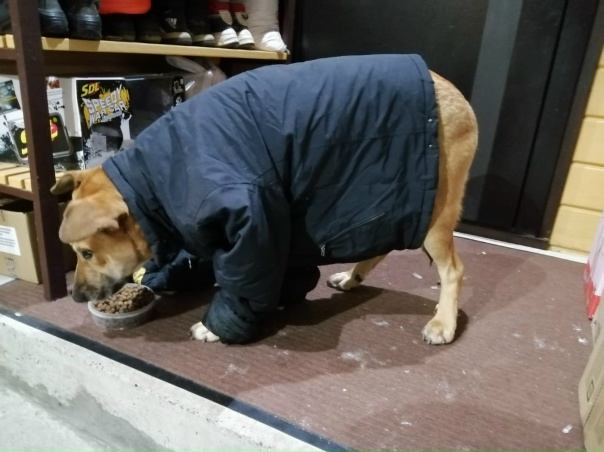 ? Забавный добряк БУЧ ищет себе дом❗️Буч -...