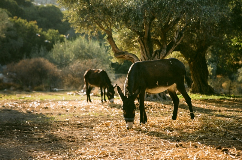 Ирина Успенская | Санкт-Петербург