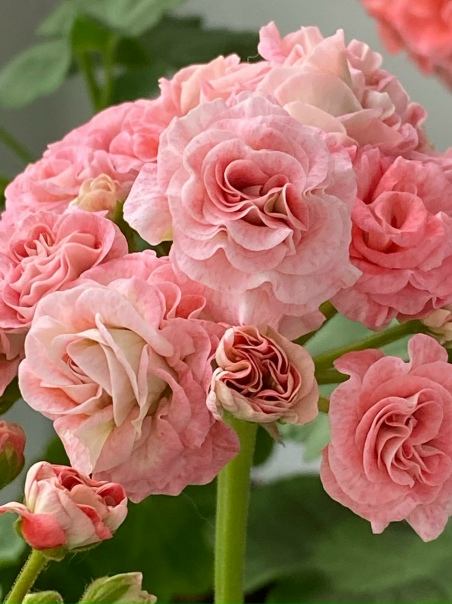 Античная роза принцесса филиппа пеларгонии фото Наталья Гренкова ВКонтакте