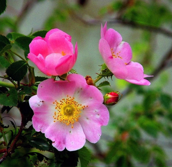 Шиповник. Надо и его тоже посадить у себя на участке 8 соток в Сибири Дзен