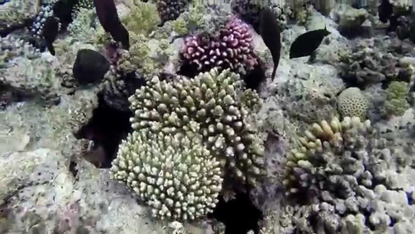 Adventure on the Red Sea. Go