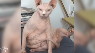 Hairless Cat Gets His Own Puppy