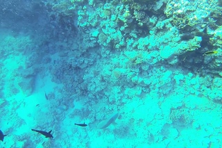 Понырял с GoPro3 BE