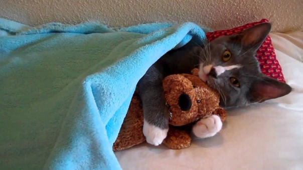 Котик мишка
