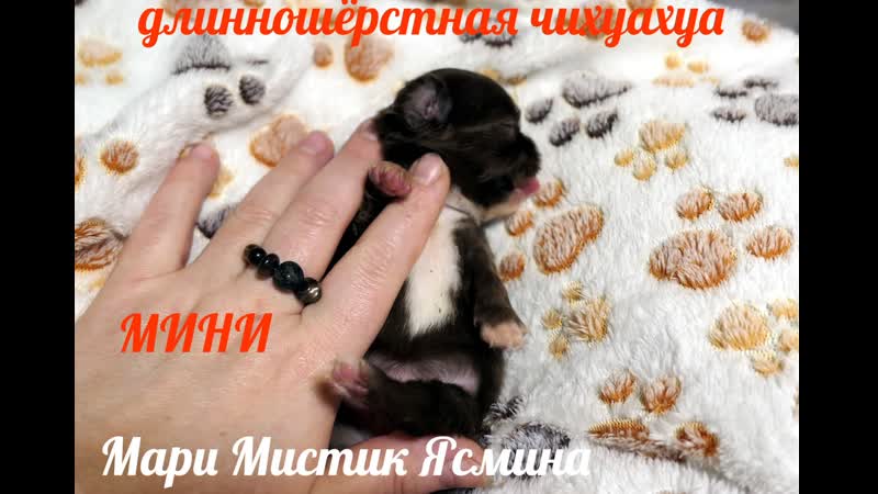 ПРОДАНА ДЛИННОШЁРСТНАЯ МИНИ чихуахуа Мари Мистик Ясмина Др