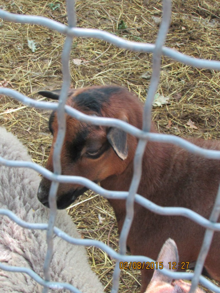 Елена Павлюк | Ладыжин