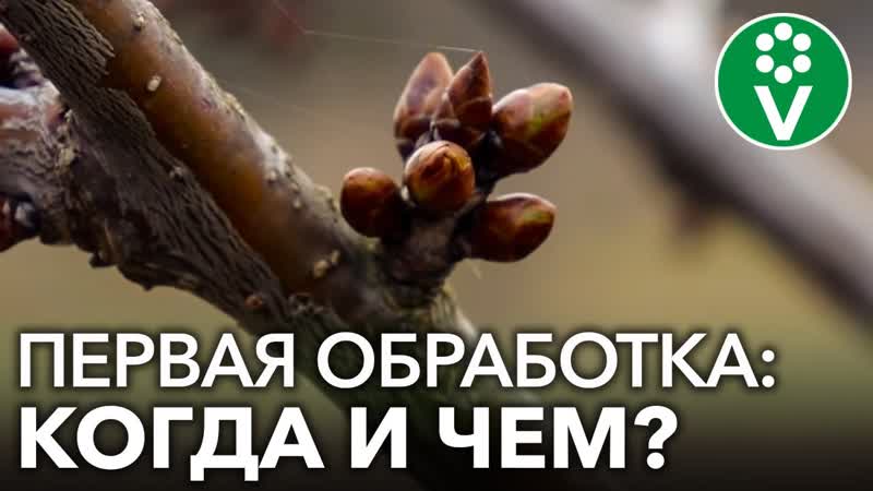 ЧЕМ И КОГДА ОПРЫСКАТЬ САД ВЕСНОЙ от болезней и