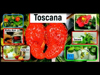 КЛУБНИКА ТОСКАНА, РУБИ ЭНН // STRAWBERRY TOSCANA, RUBY ANN // АМПЕЛЬНАЯ КЛУБНИКА