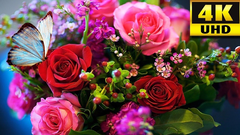 Calm relaxing piano music with beautiful nature. beautiful blooming