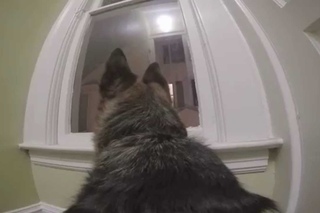 What your dog does when you leave your home