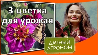 Без этих цветов ваш урожай не такой как мог быть Календула бархатцы настурция в совмещенных посадка