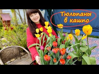 Тюльпаны в кашпо. Как добиться пышного цветения? Все секреты посадки.