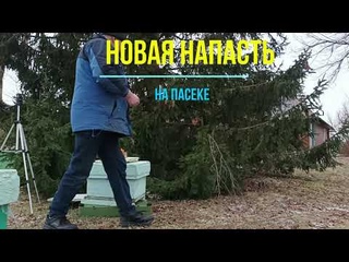 Очередная напасть на пасеке.